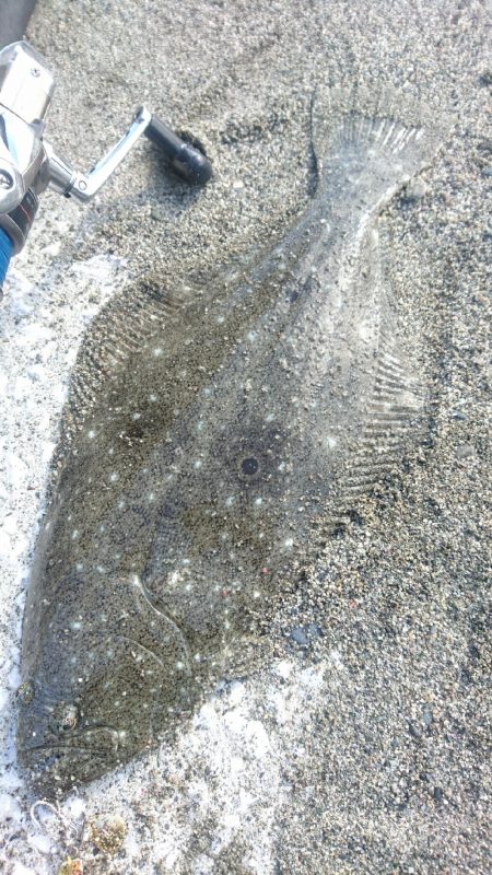 ショアジギング サーフヒラメ