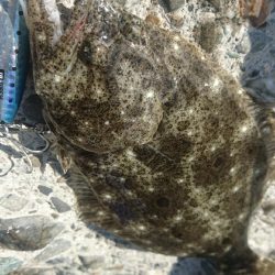 春野漁港周辺サーフ ショアジギング ヒラメ