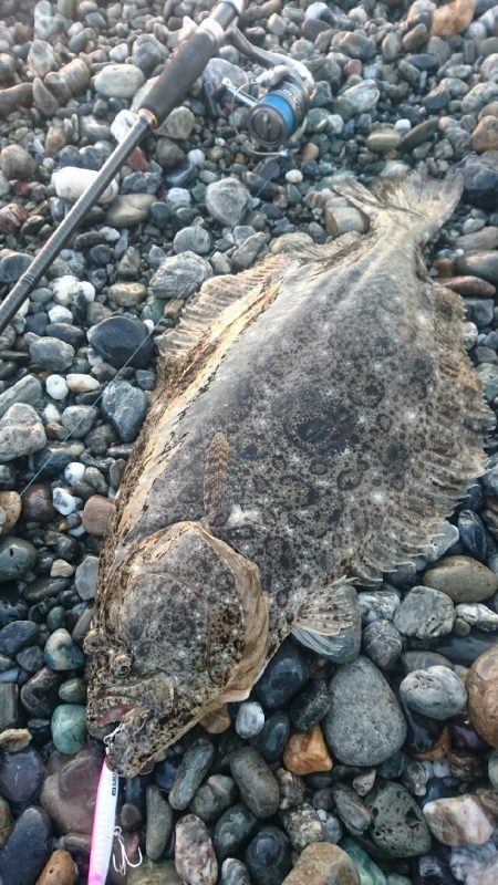 仁淀川河口サーフ ヒラメ