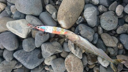 矢井賀サーフ ショアジギング