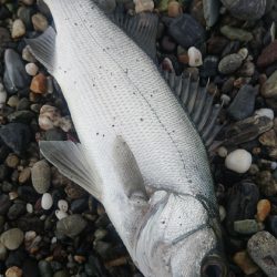 ヒラスズキ 釣り納め