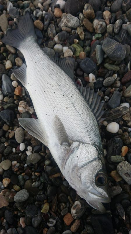 ヒラスズキ 釣り納め