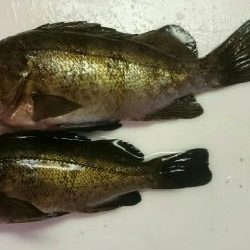 メバル  クジメ？