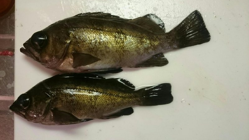 メバル  クジメ？