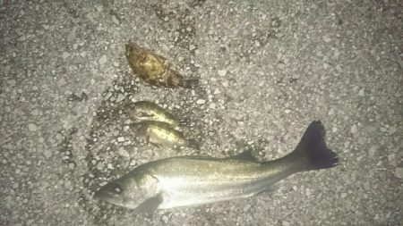 貝塚人工島 水路 エビまき