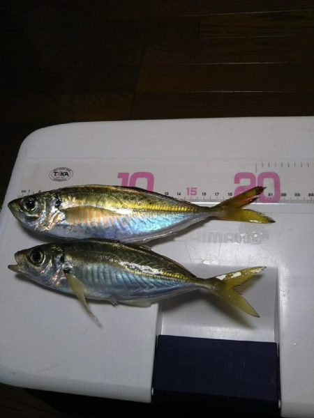 まだアジいてた！