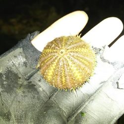 アジどこら~(>_<)