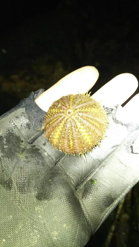 アジどこら~(>_<)