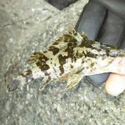 今日もツいてる~