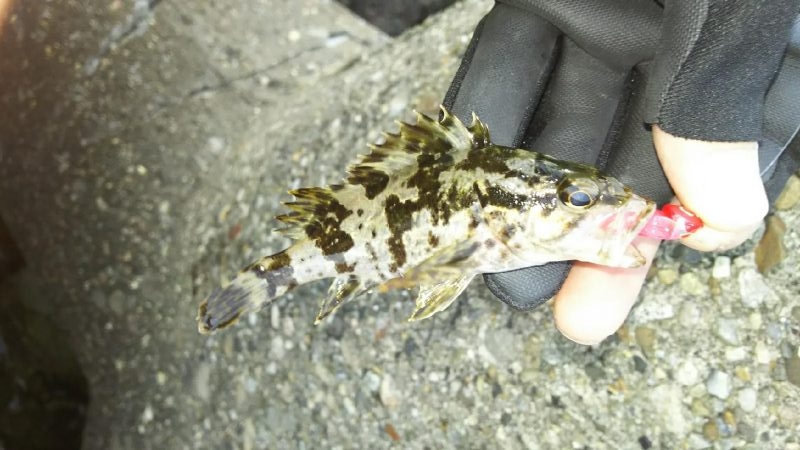 今日もツいてる～