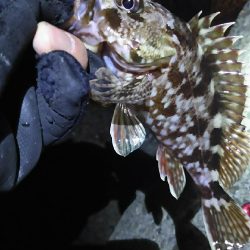 今日はツいてませんか？