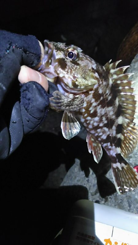 今日はツいてませんか？