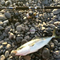 ショアジギ納め