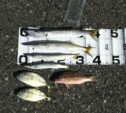 デカカマス！！