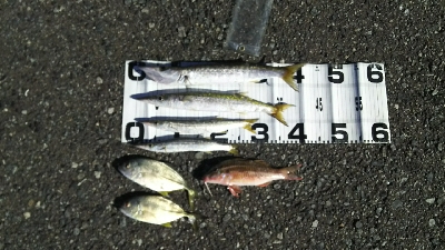 デカカマス！！