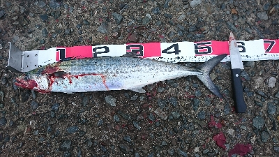 表層でサゴシ♪