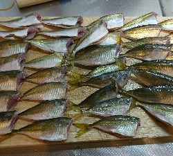 アジ釣れてます