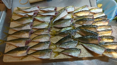 アジ釣れてます