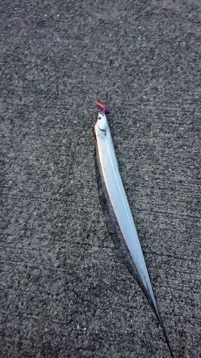 釣り部 釣行記 8