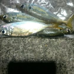 やっぱり風があると寒い。