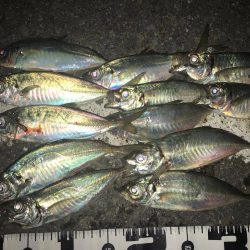 アジング・アジ　大阪の夏　2017アジング夏の投稿まとめ！