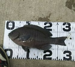 クリスマス爆風！