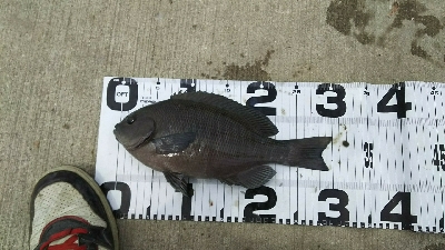 クリスマス爆風！