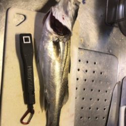 チーバスやってたらでっかいの来た