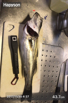 チーバスやってたらでっかいの来た