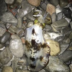 大里松原海岸 アオリイカ 500g×2