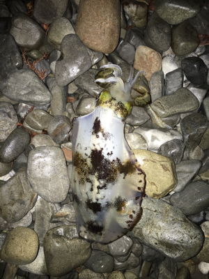 大里松原海岸 アオリイカ 500g×2