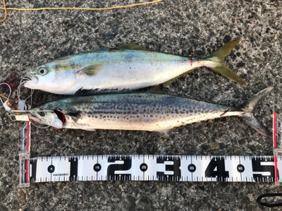 風を味方にして