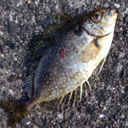 垂水漁港で5目釣り！！