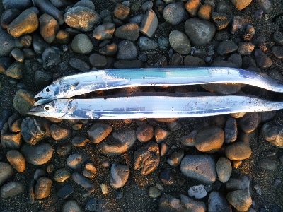 阿南市の那賀川河口でタチウオ