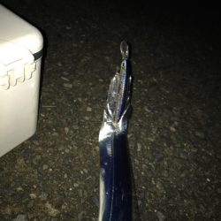 まだまだタチウオ釣れます