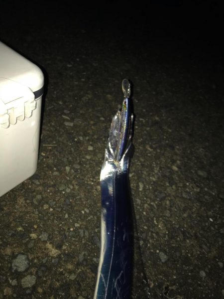 まだまだタチウオ釣れます