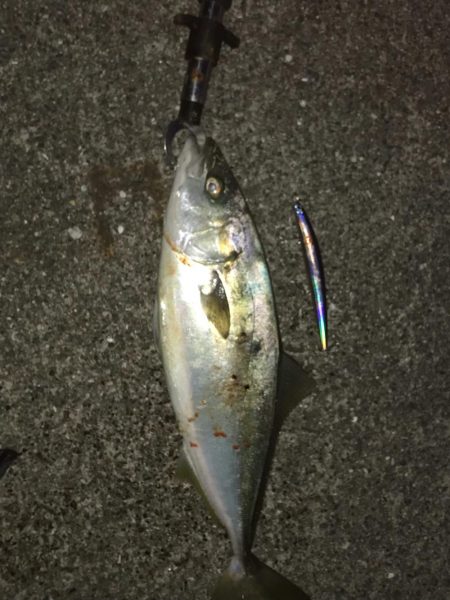 サヨリパターン