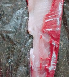 のませでメジロ