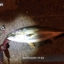 サヨリパターン