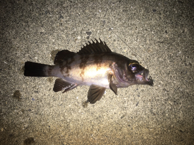 強風の中のライトゲーム