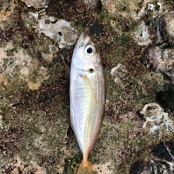 朝から釣りをする(笑)。