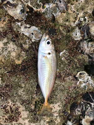 朝から釣りをする(笑)。