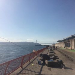 落第カゴ師でも釣れる平磯