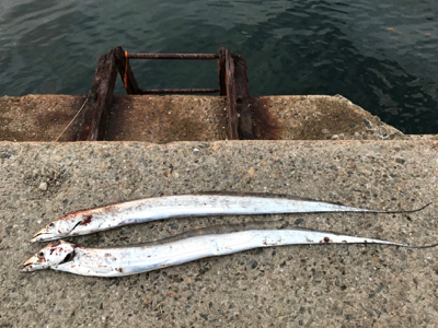 今日も渋いね〜！