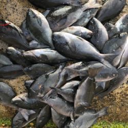 五島 福江島 磯グレ