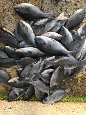 五島 福江島 磯グレ