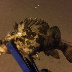 メバル調査 2日目