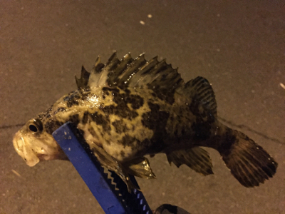 メバル調査 2日目