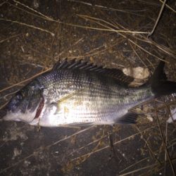 ガシラ狙いでしたが…