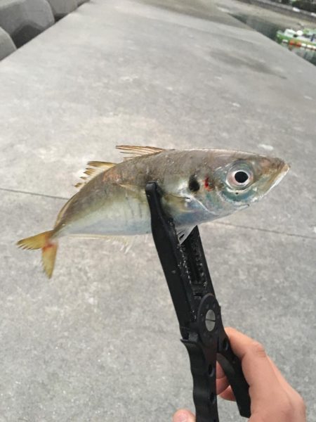 久しぶりの釣り